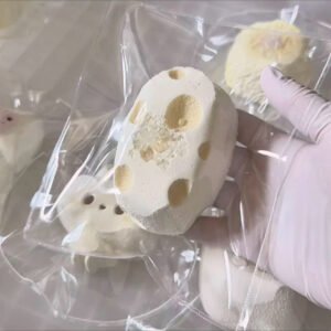 cheese squishy